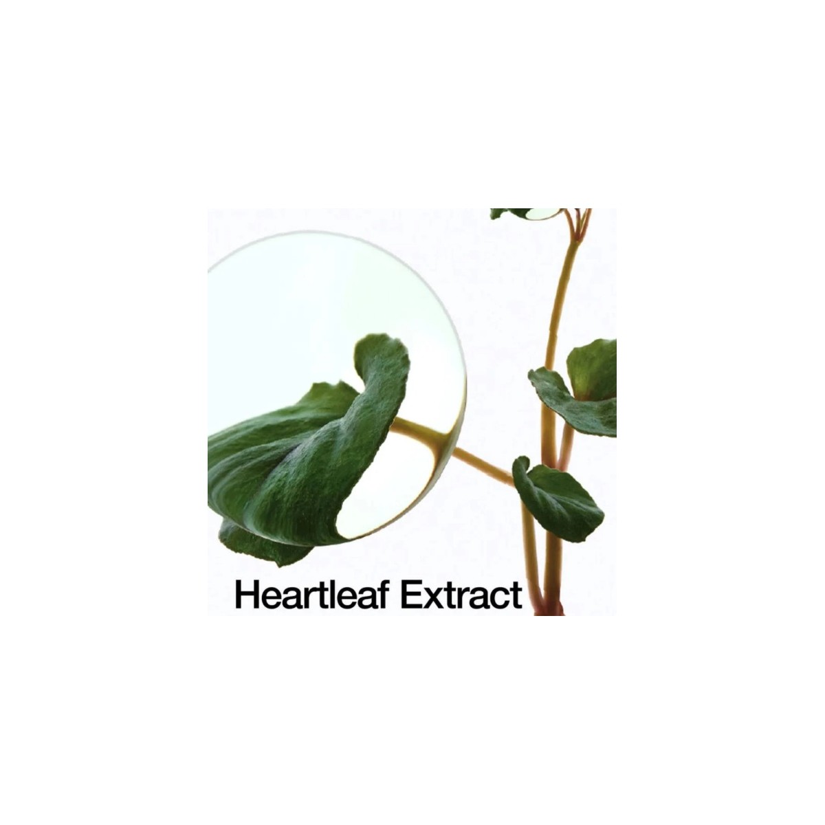 ANUA HEARTLEAF 70 DAILY LOTION 200 ML
